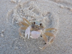 Ocypode convexa