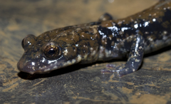 Plethodon petraeus