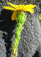 Ursinia trifida