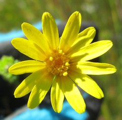 Ursinia trifida