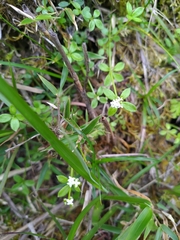 Galium echinocarpum