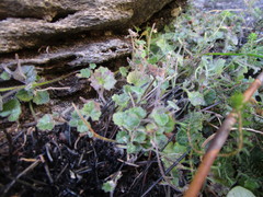 Lobelia ardisiandroides