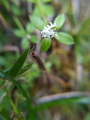 Galium echinocarpum
