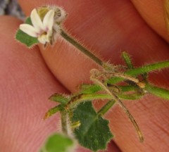 Lobelia ardisiandroides