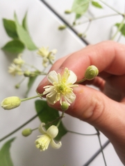 Clematis vitalba