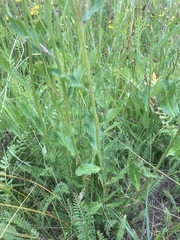 Hieracium laevigatum