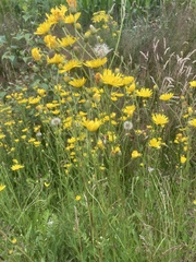 Hieracium laevigatum