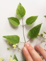 Clematis vitalba