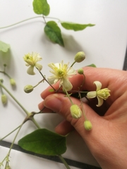 Clematis vitalba