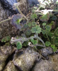 Lobelia ardisiandroides