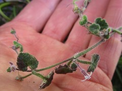 Lobelia ardisiandroides