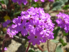 Abronia gracilis