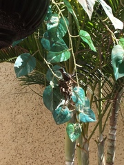 Cynanthus latirostris