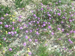 Abronia gracilis