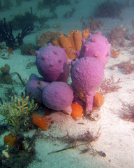 Giant Sea Tulip photo 3