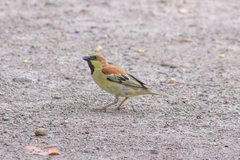 Passer flaveolus