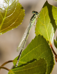 Ischnura perparva