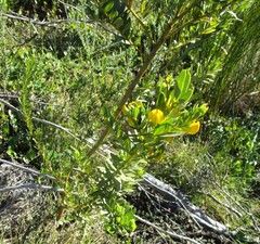 Rafnia elliptica