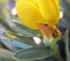 Rafnia elliptica