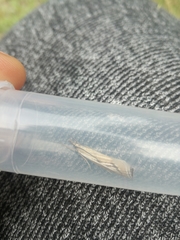 Catoptria combinella