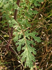 Jacobaea vulgaris