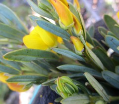 Rafnia elliptica