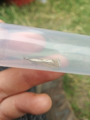 Catoptria combinella