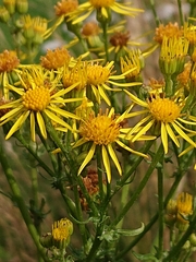 Jacobaea vulgaris