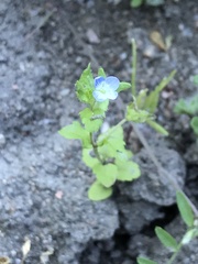 Veronica agrestis