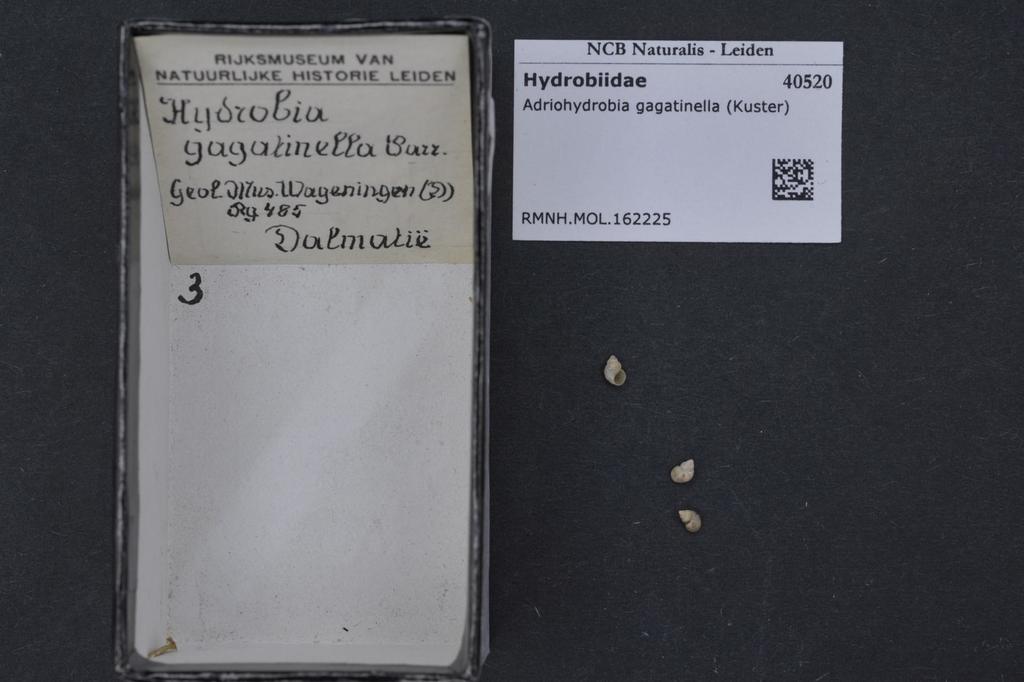 Adriohydrobia