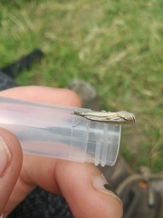 Catoptria combinella