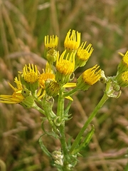 Jacobaea vulgaris