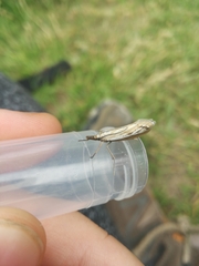 Catoptria combinella