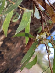Eucalyptus amygdalina