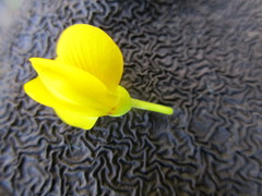 Rafnia elliptica