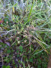 Pimpinella niitakayamensis