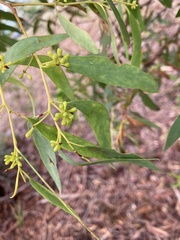 Eucalyptus amygdalina