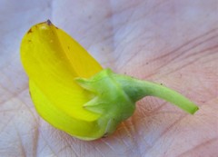 Rafnia elliptica