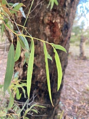 Eucalyptus amygdalina
