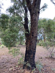 Eucalyptus amygdalina