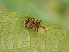 Cleopus pulchellus