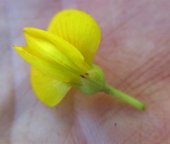 Rafnia elliptica