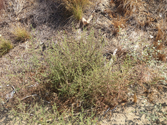 Salsola kali ruthenica