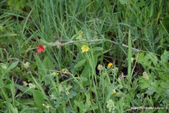 Helianthemum ledifolium