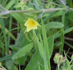 Helianthemum ledifolium