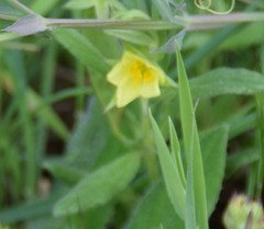 Helianthemum ledifolium
