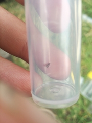 Ulopa carneae