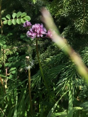 Valeriana dubia