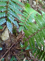 Polystichum makinoi