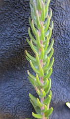 Phylica pinea
